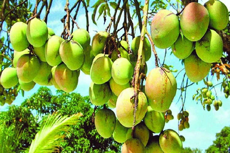 Dinajpur Fresh Mangoes